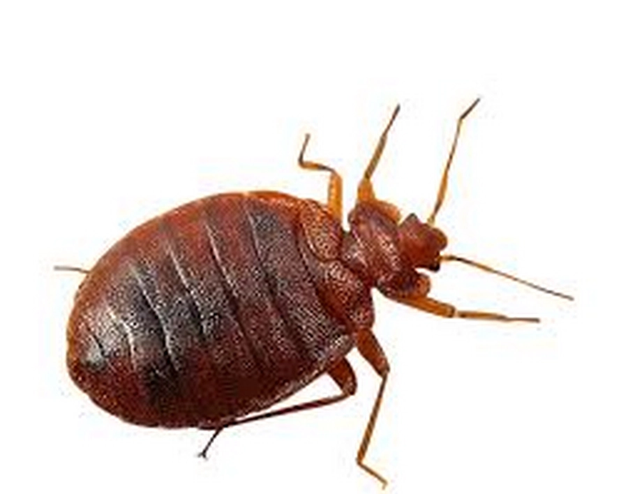 Dezinsecție Ploșnițe