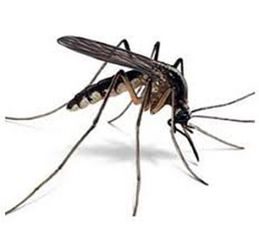 Dezinsecție Țânțari